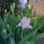 In * Agello